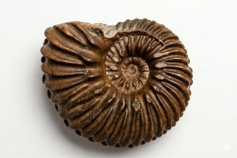 암모나이트화석